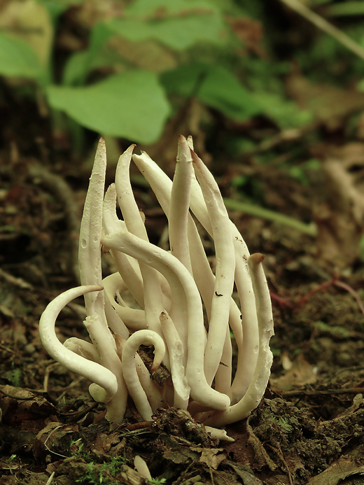 kyjačik Clavaria sp.