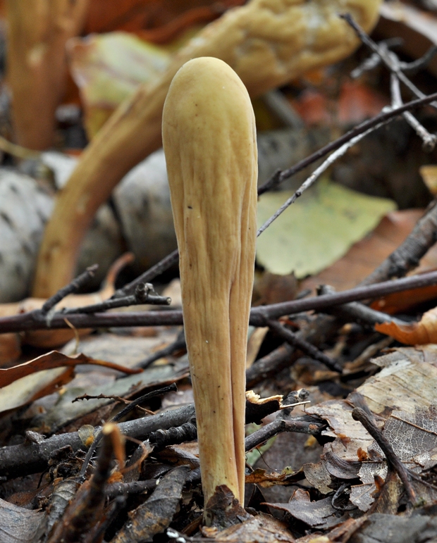 kyjak obrovský Clavariadelphus pistillaris (Fr.) Donk