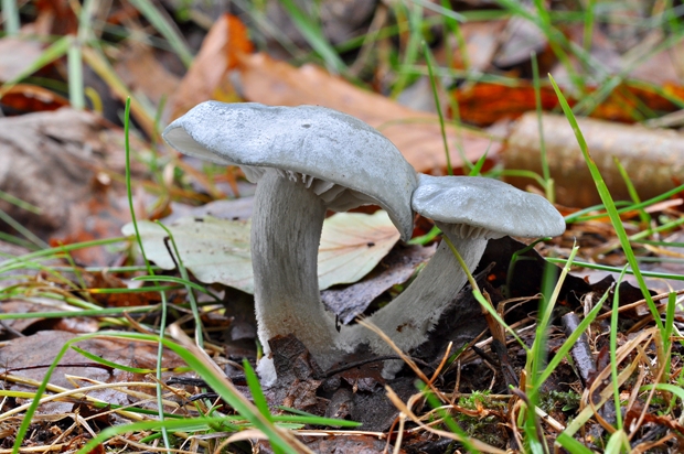 strmuľka anízová Clitocybe odora (Bull.) P. Kumm.