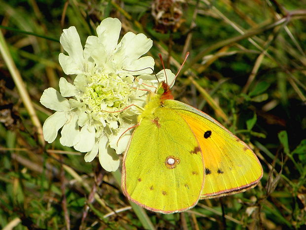 žltáčik vičencový Colias crocea