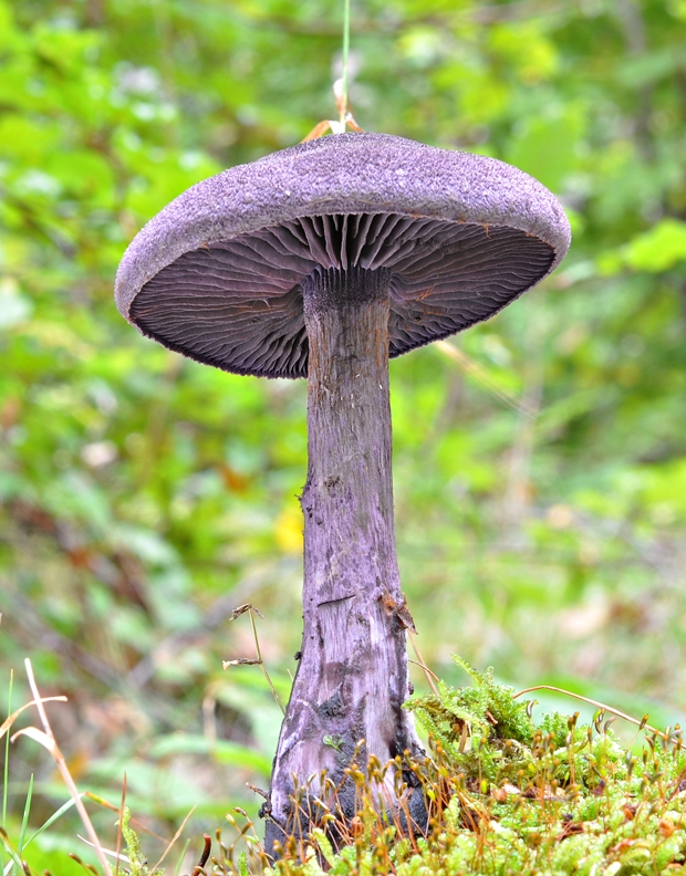 pavučinovec hercýnsky Cortinarius hercynicus (Pers.) M.M. Moser