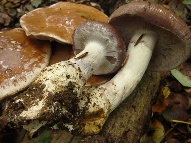 pavučinovec mohutný Cortinarius praestans (Cordier) Gillet