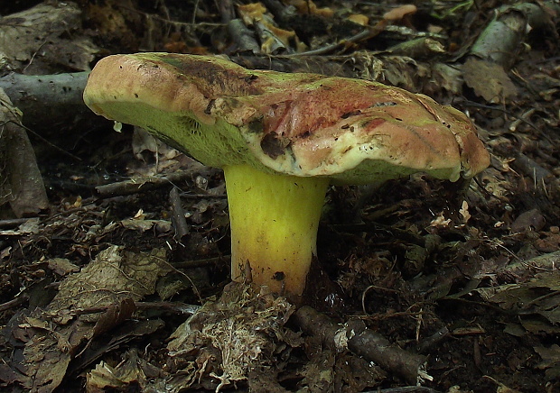 hríb modrejúci Cyanoboletus pulverulentus (Opat.) Gelardi, Vizzini & Simonini