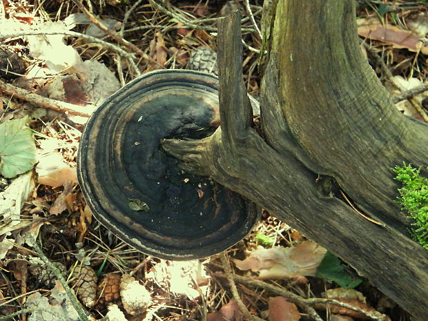 sieťkovček červenkastý Daedaleopsis confragosa (Bolton) J. Schröt.