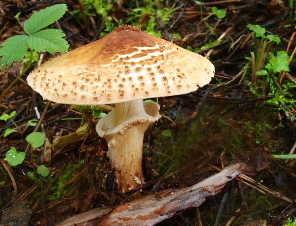 bedlička ostrošupinatá Echinoderma asperum (Pers.) Bon