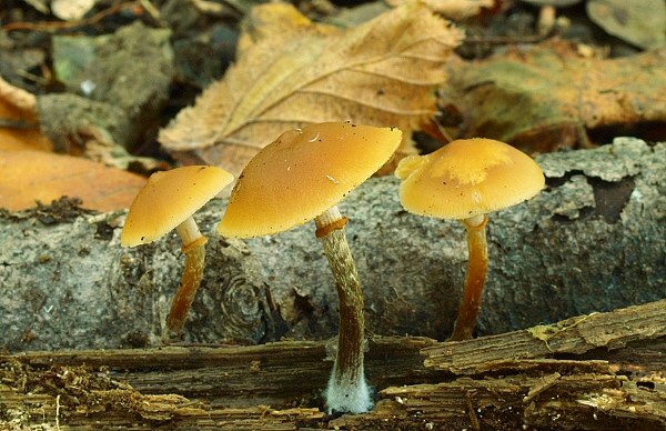 kapucňovka Galerina sp.