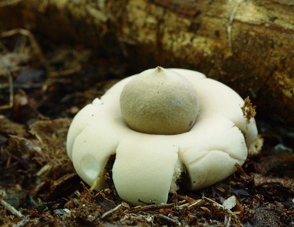 hviezdovka strapkatá Geastrum fimbriatum Fr.