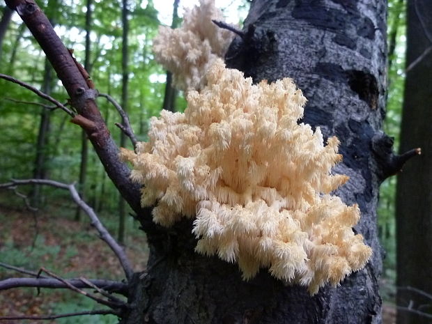 koralovec bukový Hericium coralloides (Scop.) Pers.