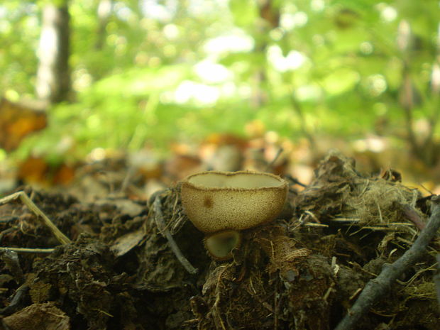 humária polguľovitá Humaria hemisphaerica (F.H. Wigg.) Fuckel