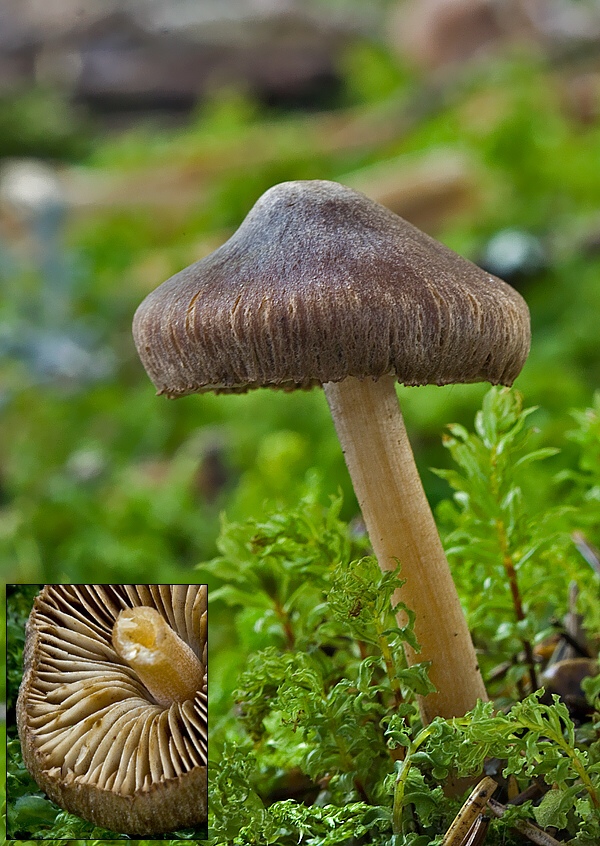 vláknica Inocybe sp.