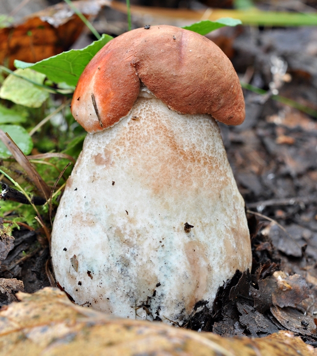 kozák dubový Leccinum aurantiacum (Bull.) Gray