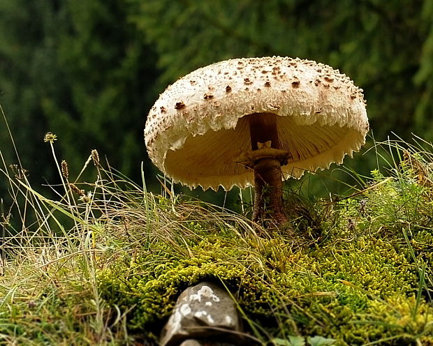 Úlovok Lepiota pseudolilacea Huijsman