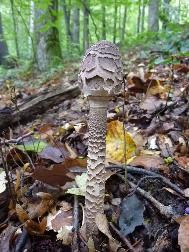 bedľa vysoká Macrolepiota procera (Scop.) Singer