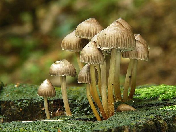 prilbička Mycena sp.