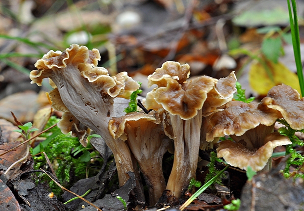 palievik kučeravý Pseudocraterellus undulatus (Pers.) Rauschert