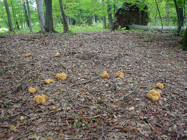 strapačka zlatožltá Ramaria aurea (Schaeff.) Quél.