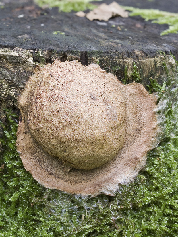 sieťnatka obyčajná Reticularia lycoperdon Bull.