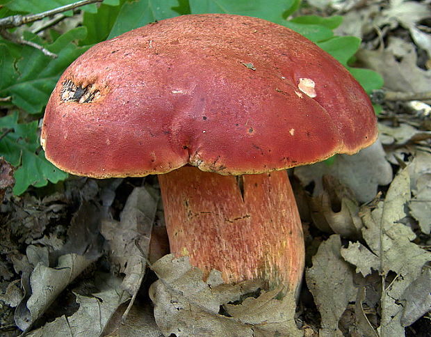 hríb Dupainov Rubroboletus dupainii (Boud.) Kuan Zhao & Zhu L. Yang