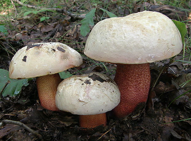 hríb purpurový Rubroboletus rhodoxanthus Kuan Zhao &amp; Zhu L. Yang