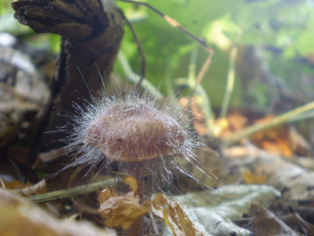 tŕnik veľkoplodý Spinellus fusiger (Link) Tiegh.