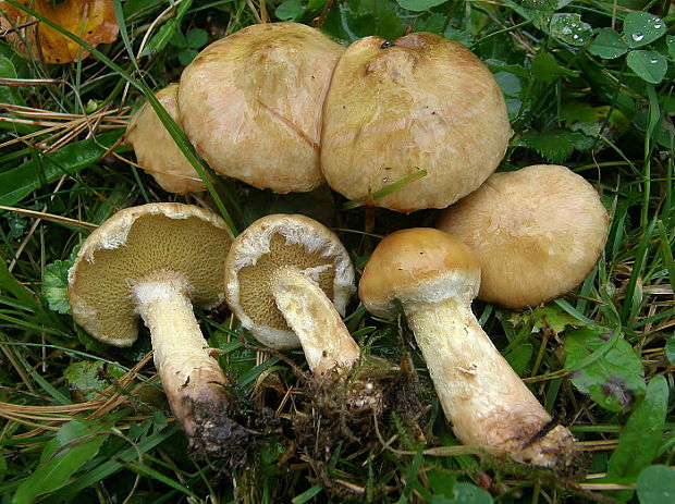 masliak sibírsky Suillus sibiricus (Singer) Singer