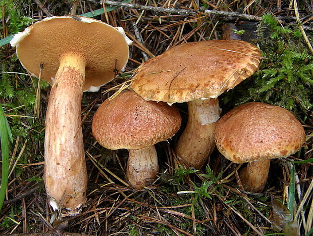 masliak tridentský Suillus tridentinus (Bres.) Singer