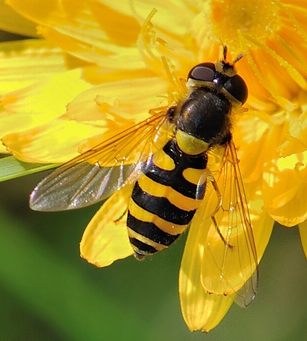 pestrica Syrphus vitripennis cf.