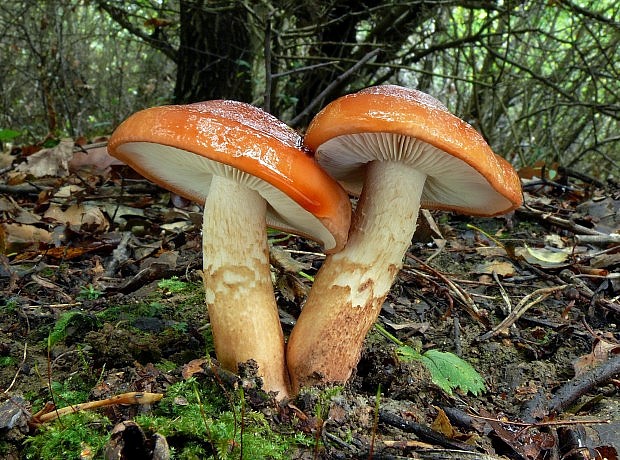 čírovka oranžová Tricholoma aurantium (Schaeff.) Ricken