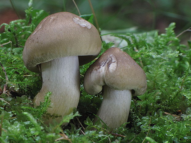 čírovka mydlová Tricholoma saponaceum (Fr.) P. Kumm.