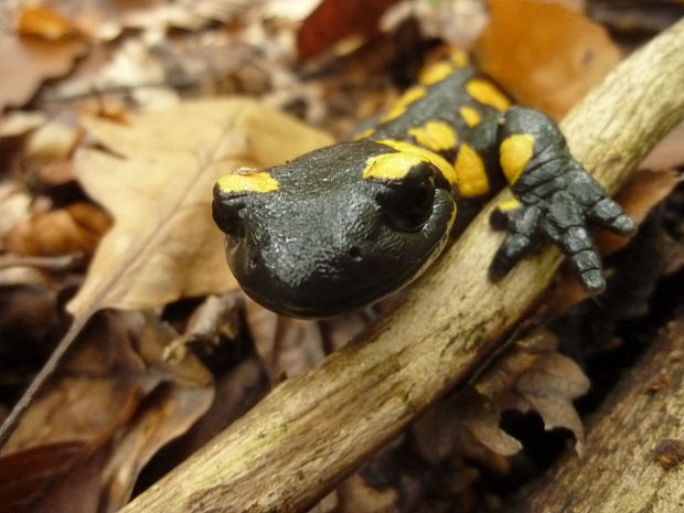 salamandra skvrnitá.