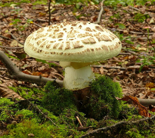 muchotrávka citrónovožltá Amanita citrina Pers.