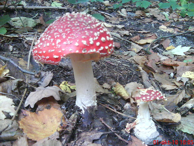 muchotrávka červená Amanita muscaria (L.) Lam.