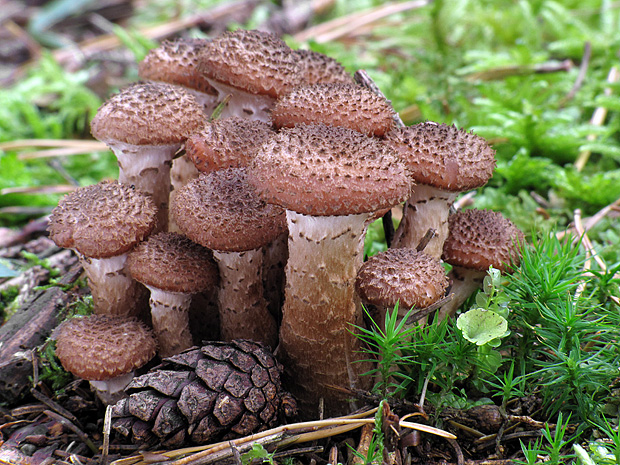 podpňovka tmavá Armillaria ostoyae (Romagn.) Herink