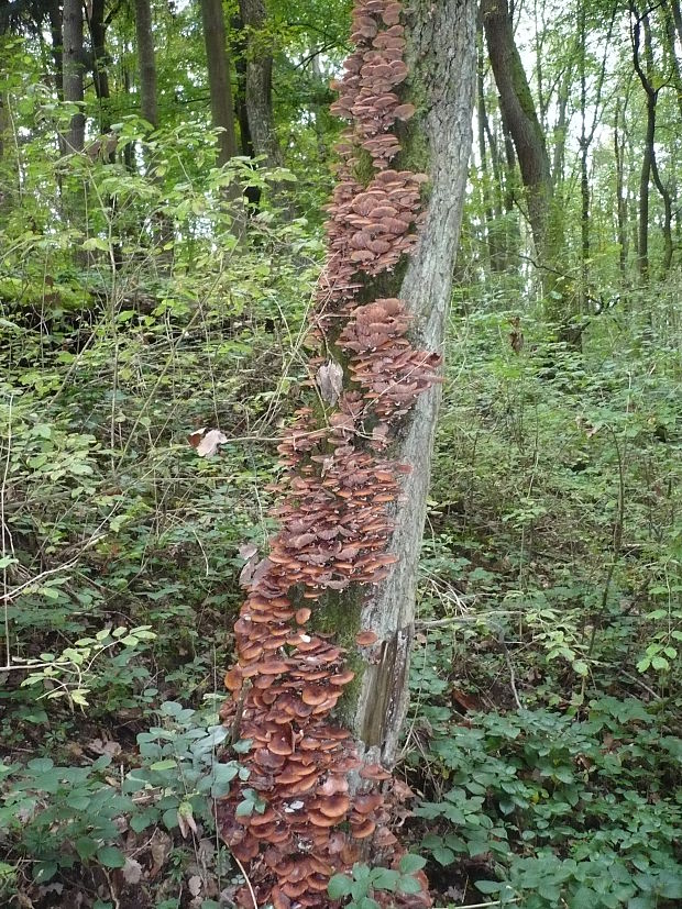 podpňovka Armillaria sp.