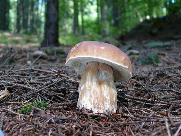 hríb smrekový Boletus edulis Bull.