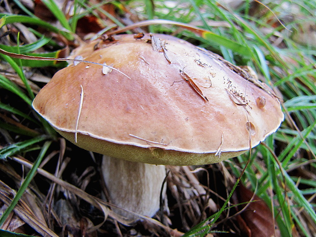 hríb dubový Boletus reticulatus Schaeff.