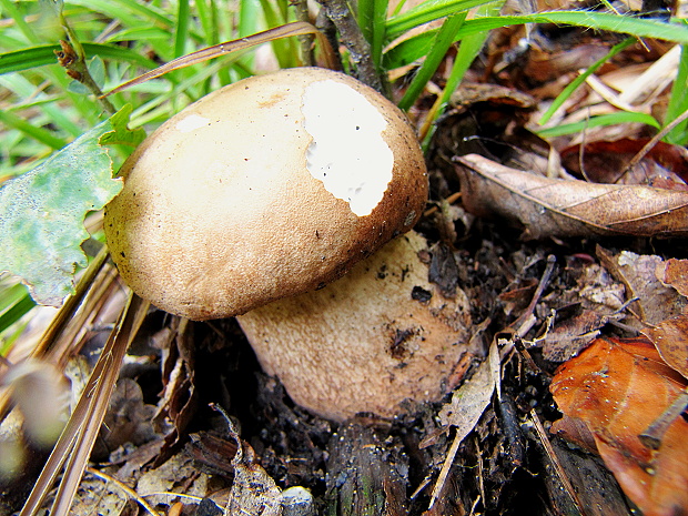 hríb dubový Boletus reticulatus Schaeff.