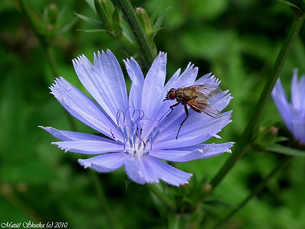 čakanka obyčajná Cichorium intybus L.