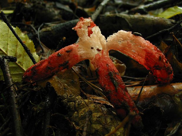 mrežovka kvetovitá Clathrus archeri (Berk.) Dring