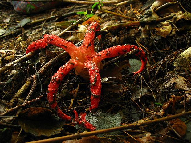 mrežovka kvetovitá Clathrus archeri (Berk.) Dring