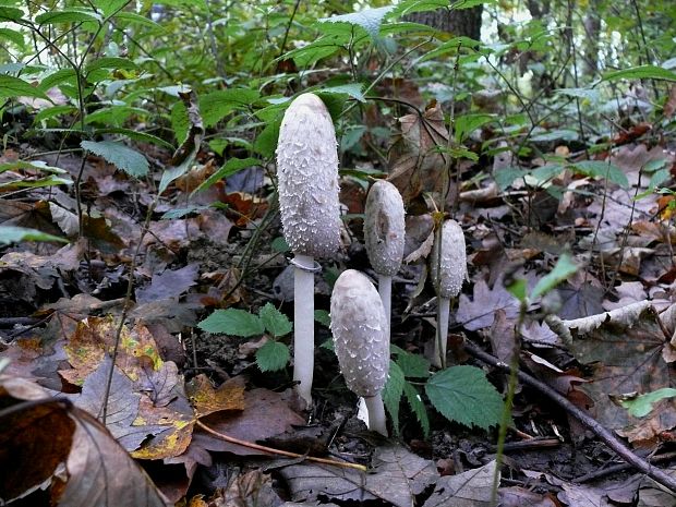 hnojník obyčajný Coprinus comatus (O.F. Müll.) Pers.