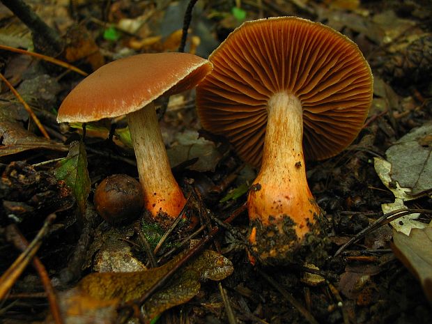 pavučinovec Bulliardov Cortinarius bulliardii (Pers.) Fr.