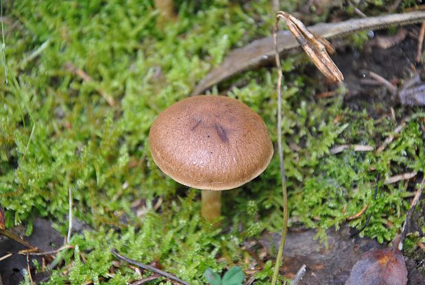 pavučinovec škoricový Cortinarius cinnamomeus (L.) Fr.