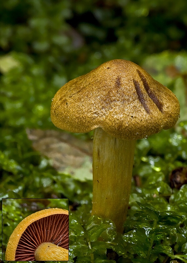 pavučinovec krvavolupeňový  Cortinarius semisanguineus  (Fr.) Gillet