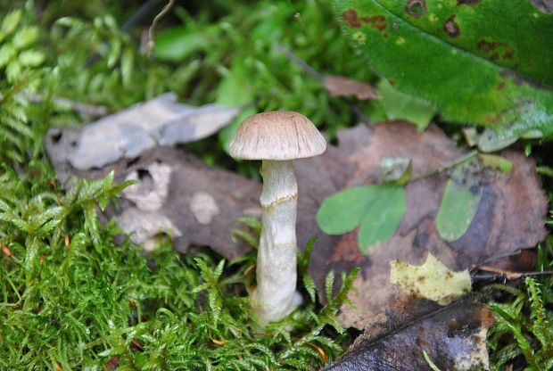 pavučinovec Cortinarius sp.