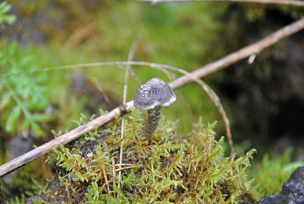 pavučinovec Cortinarius sp.