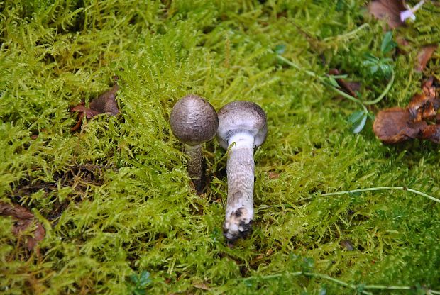 pavučinovec Cortinarius sp.