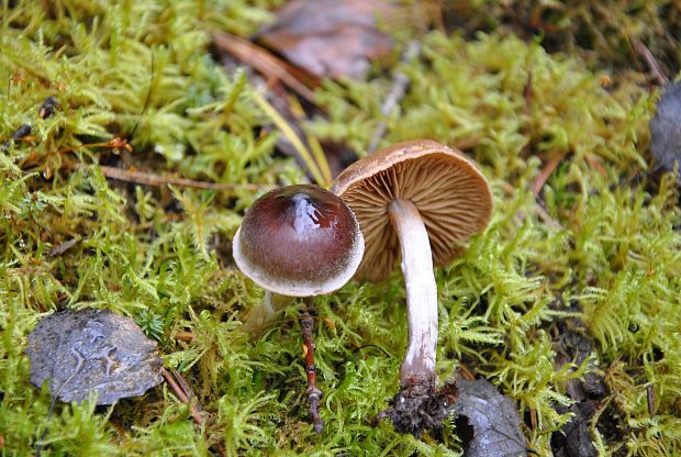 pavučinovec Cortinarius sp.