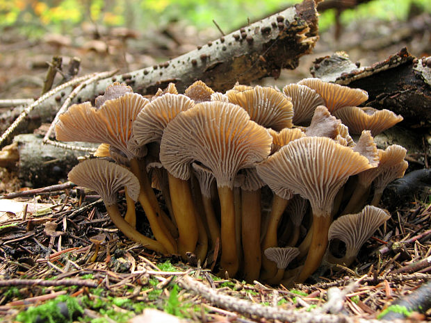 kuriatko lievikovité Craterellus tubaeformis (Fr.) Quél.