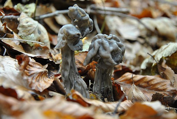 chriapač jamkatý Helvella lacunosa Afzel.